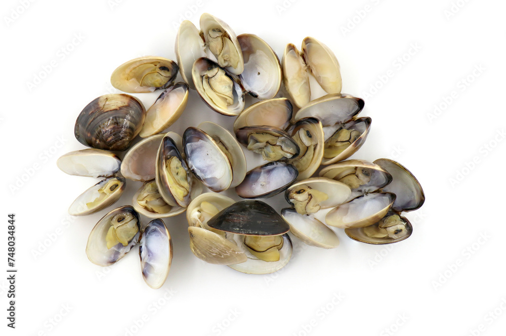 Closed up fresh baby clams, venus shell, shellfish, carpet clams, short necked clams, as raw food from the sea are the seafood ingredients. fresh clams Background. seafood.Isolated on white background Closed up fresh baby clams, venus shell, shellfish, carpet clams, short necked clams, as raw food from the sea are the seafood ingredients. fresh clams Background. seafood.Isolated on white background