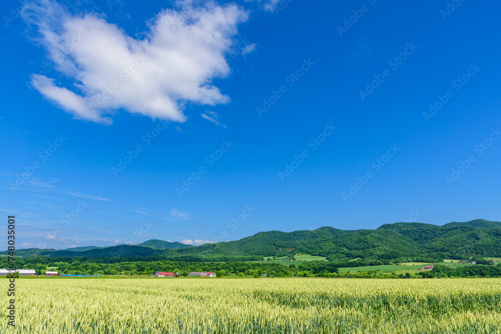 道東　佐呂間町の麦畑
