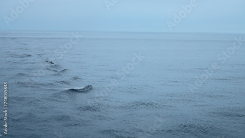 Beautiful sea surface with dolphin fins. Clip. Surface of open ocean with swimming dolphins in cloudy weather. Fins of swimming dolphins above surface of blue sea