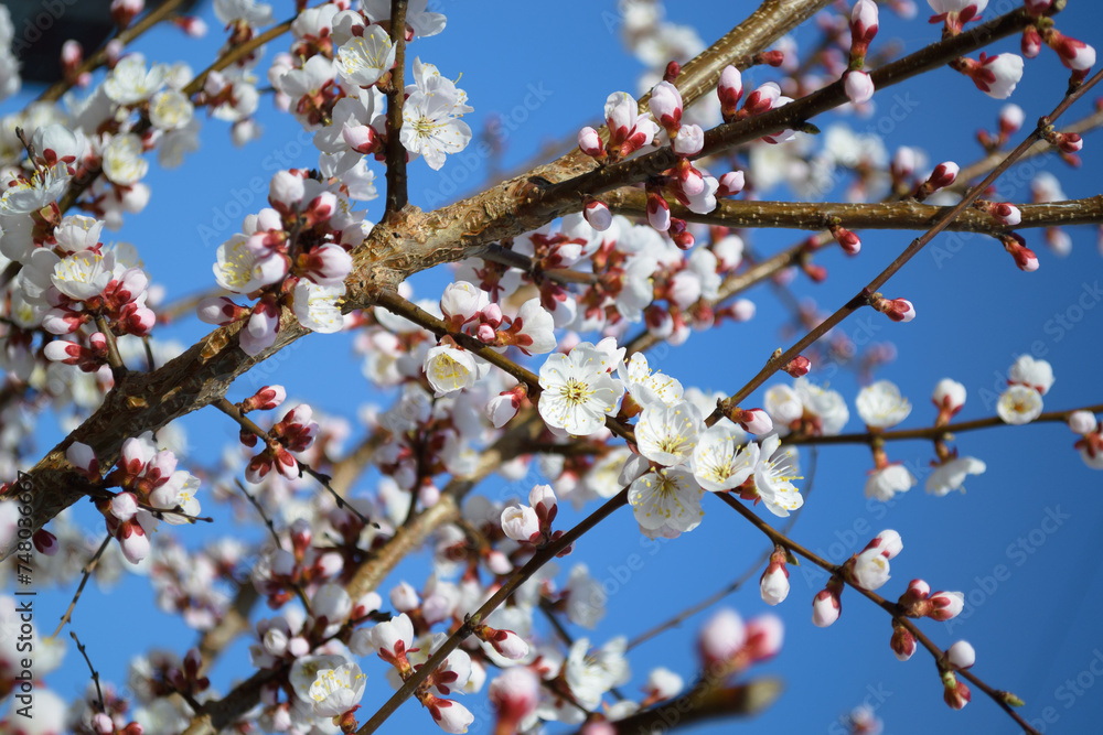 Opening and blooming white flowers on the branches of a cherry tree Opening and blooming white flowers on the branches of a cherry tree