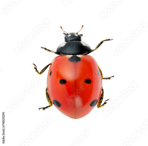 Ladybug isolated on white background © Tania