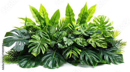 Tropical leaves foliage plant bush floral arrangement nature backdrop isolated on white background