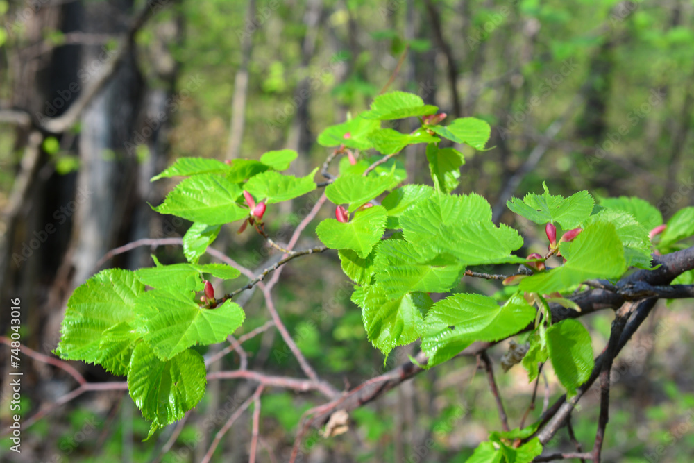 tree branch covered with green leaves isolated in the forest tree branch covered with green leaves isolated in the forest