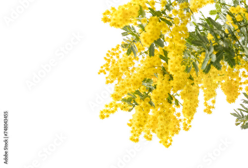 Closeup of mimosa scabrella flowers isolated on white background