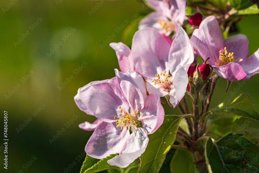 Fototapeta premium Close-up of pink cherry blossoms near Frauenstein - Germany in the Rheingau