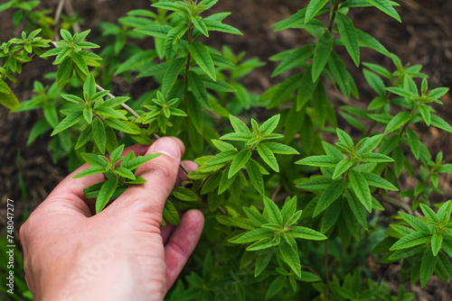 Beautiful lemon verbena plant in a permaculture garden in summer, aloysia citrodora