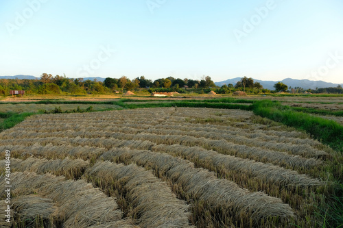 Harvested Field at Dusk. Cut stalks of crop in neat rows on a field with a backdrop of distant mountains during sunset.