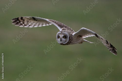 owl in flight