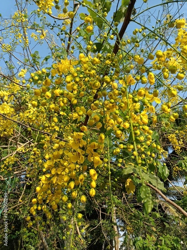 Fototapeta Naklejka Na Ścianę i Meble -  Cassia fistula, also known as golden shower, purging cassia, Indian laburnum, Kani Konna, Konna Poo or pudding pipe tree, is a flowering plant in the family Fabaceae. 