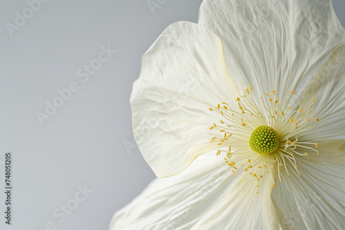 minimalitic macro of a flower with white background photo