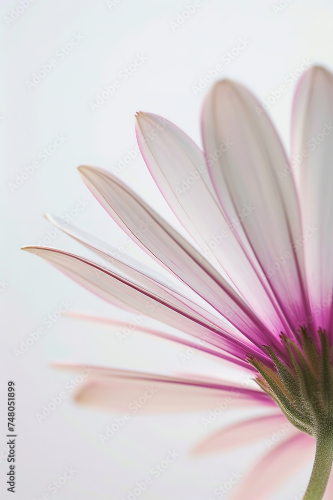 Fototapeta premium minimalitic macro of a flower with white background