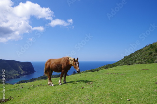 国賀海岸の馬