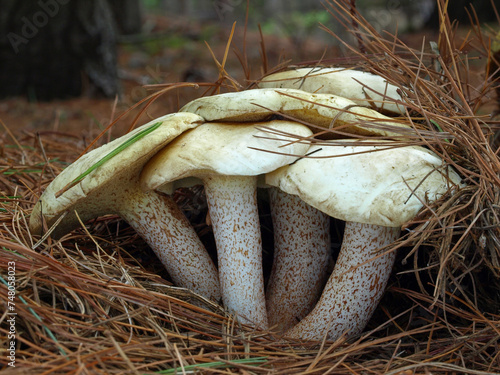 Wild edible Slippery White Bolete mushroom (Suillus placidus) in the needles in a pine forest photo