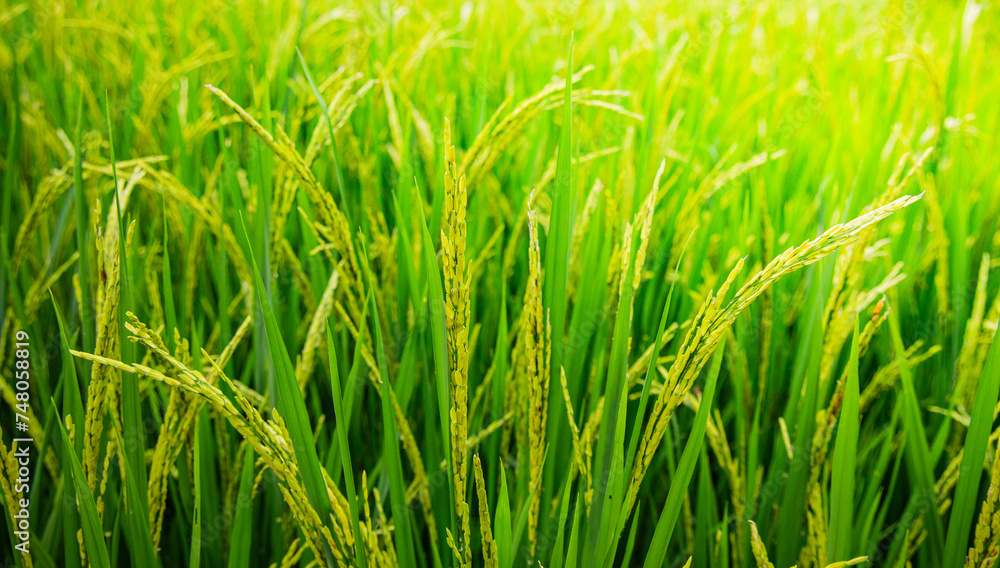 Green rice field. Rice ears in the rainy season. Rice field landscape. Green rice field. Rice ears in the rainy season. Rice field landscape.