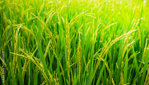 Green rice field. Rice ears in the rainy season. Rice field landscape.