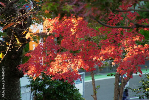 八幡宮境内の真っ赤な紅葉の木