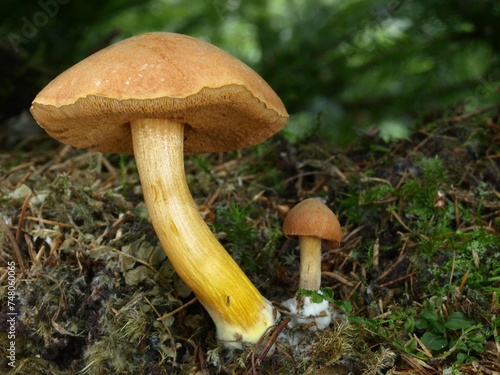 Fotografija Peppery bolete mushrooms (Chalciporus piperatus)