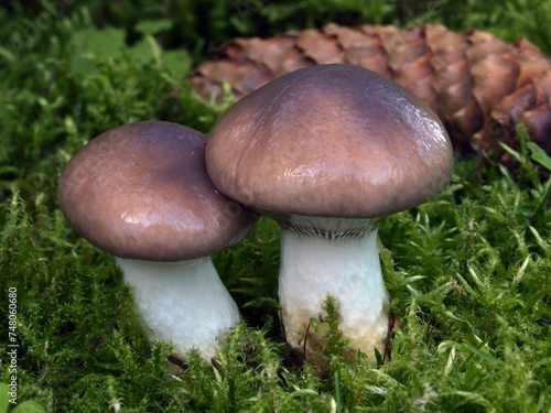 Two wild edible Slimy spike mushrooms (Gomphidius glutinosus) in the moss with a spruce cone in the background photo