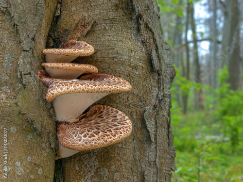 A beautiful cluster of Dryad's saddle mushrooms (Polyporus squamosus) growing on a tree, with floodplain forest in the background