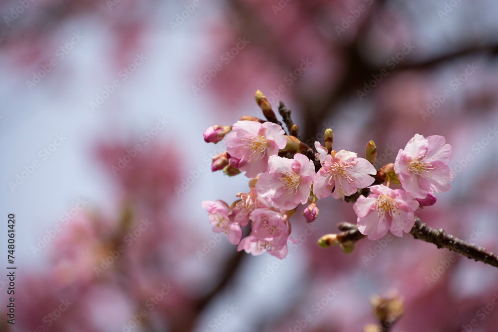 河津桜 河津桜