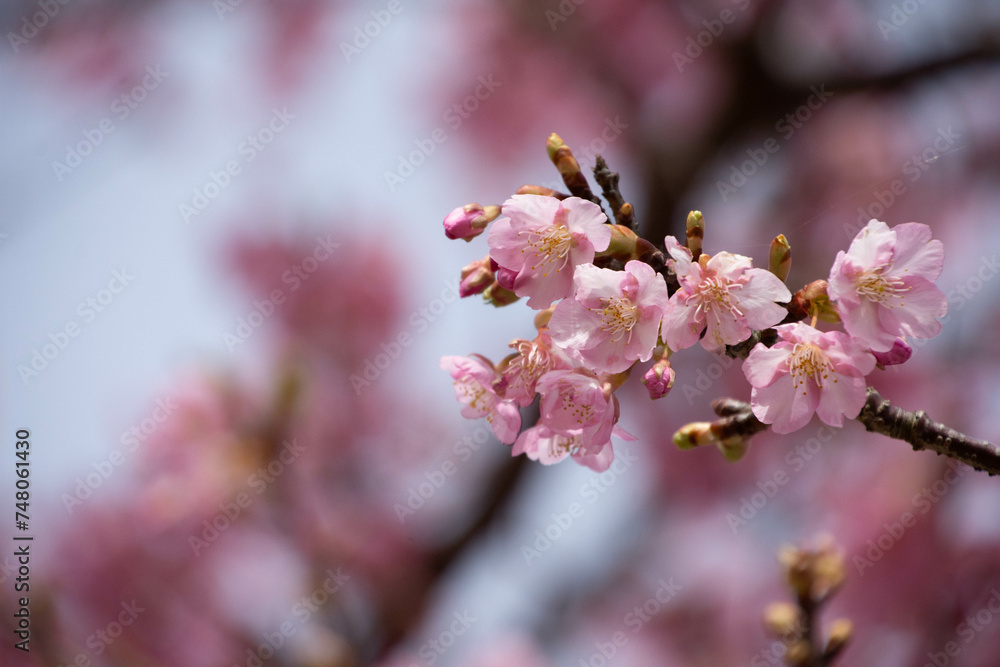 河津桜 河津桜