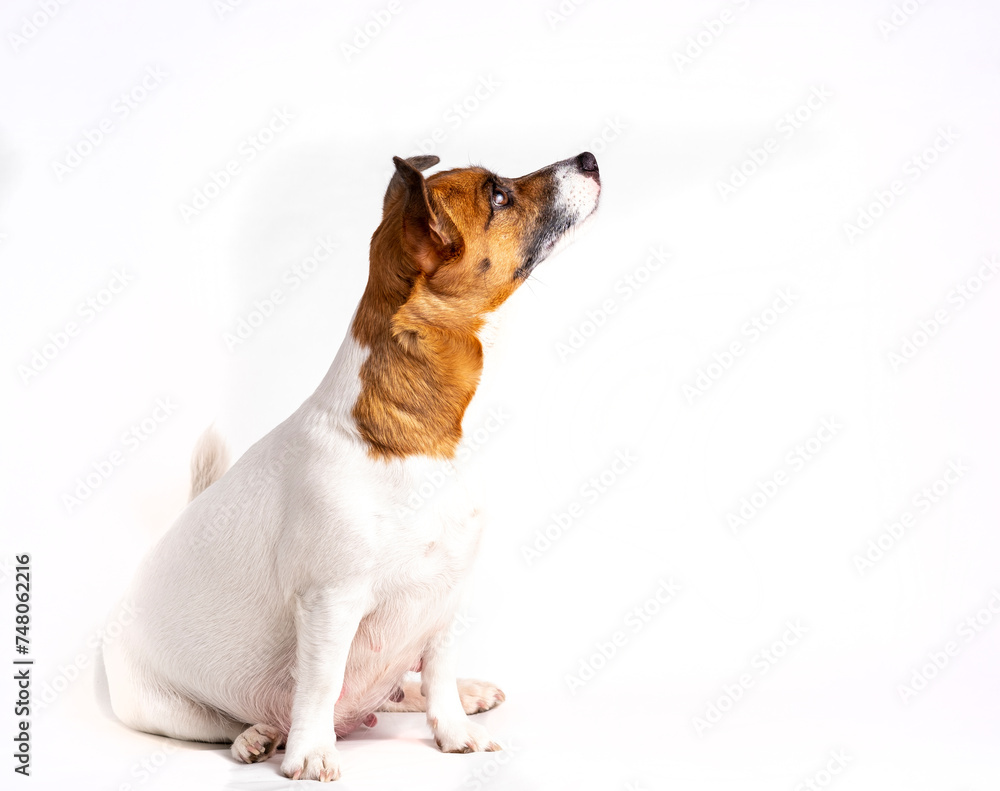 The Jack Russell Terrier dog sits on a white background and looks up at the top.