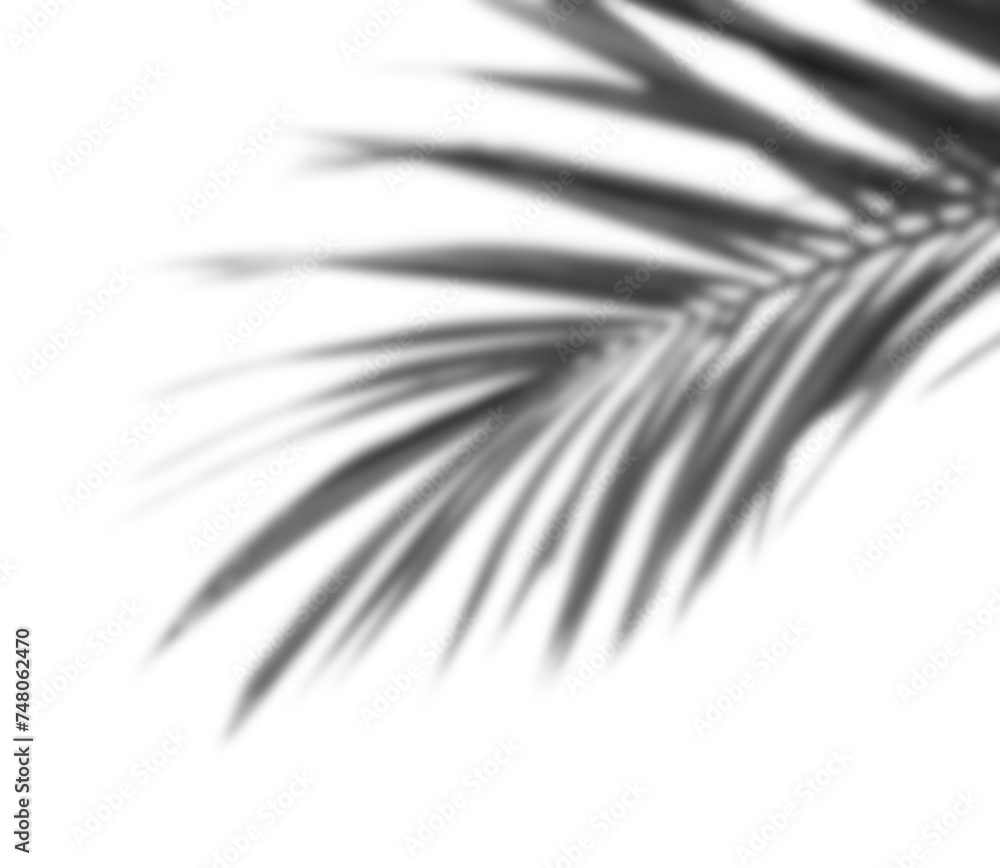 Fototapeta premium Blur leaves shadow light black and white isolated well multiply project