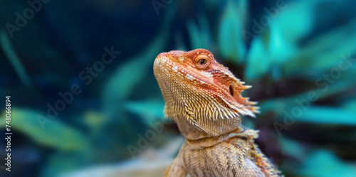 Portrait of Lizard Pogona vitticeps
