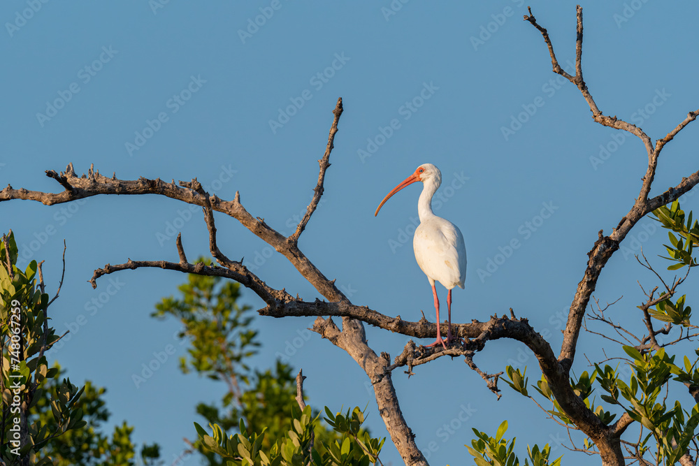 A White Ibis (Eudocimus albus) perched on a dead tree branch in the Florida Keys, USA. A White Ibis (Eudocimus albus) perched on a dead tree branch in the Florida Keys, USA.