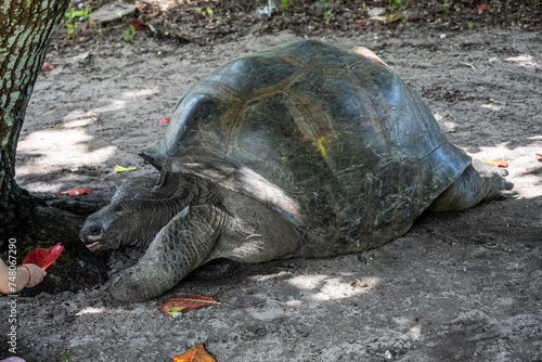 large land turtles on a sunny day on one of the Seychelles islands