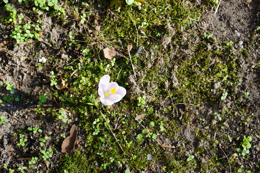 Einzelner weißer Krokus bei Sonnenschein