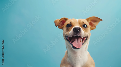 Happy smiling pet dog looking at the camera. © yasir