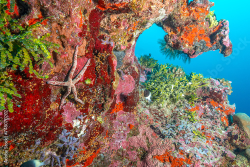 Colorful Sea Star on Vibrant Coral Reef Wall in Fuvahmulah, Maldives