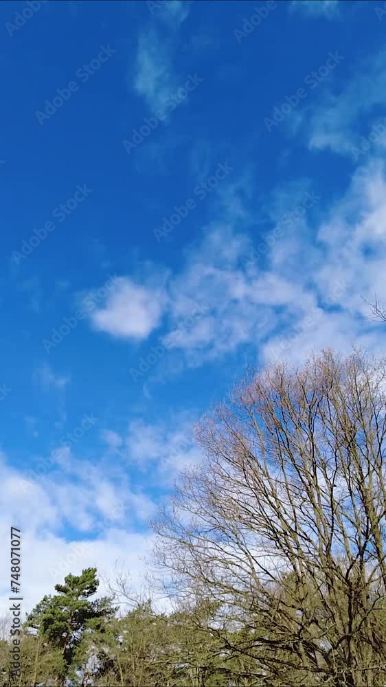 Treetops with Blue Sky and Clouds - trees top Rotate Treetops with Blue Sky and Clouds - trees top Rotate