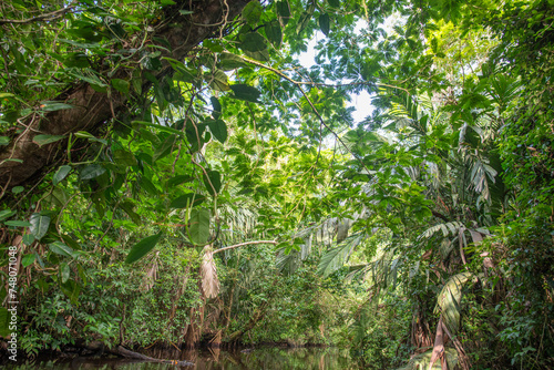 Regenwald in Costa Rica - Tortuguero Nationalpark 