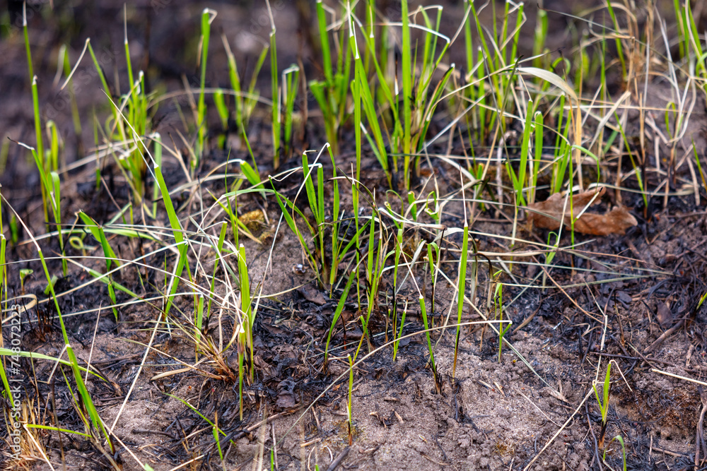 Young green grass grows after a fire Young green grass grows after a fire
