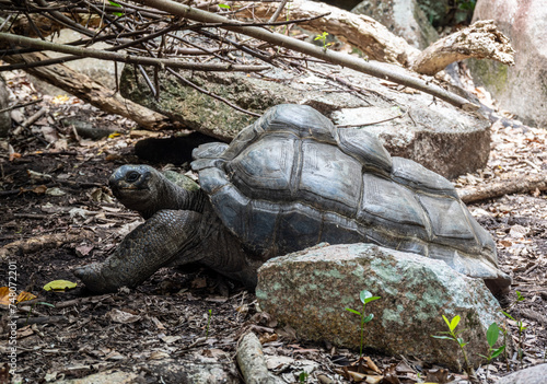 large land turtles on a sunny day on one of the Seychelles islands