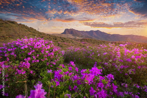 Morning and spring view of pink azalea flowers at Hwangmaesan Mountain with the background of sunlight and mountain range near Hapcheon-gun, South Korea. photo