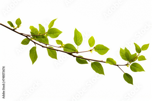 Branch with green leaves on it against white background with light reflection.