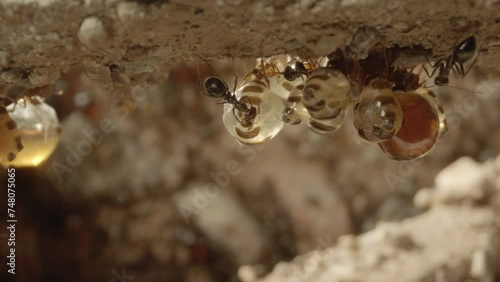 honeypot ants hang down from the ceiling in their nest (slide) photo