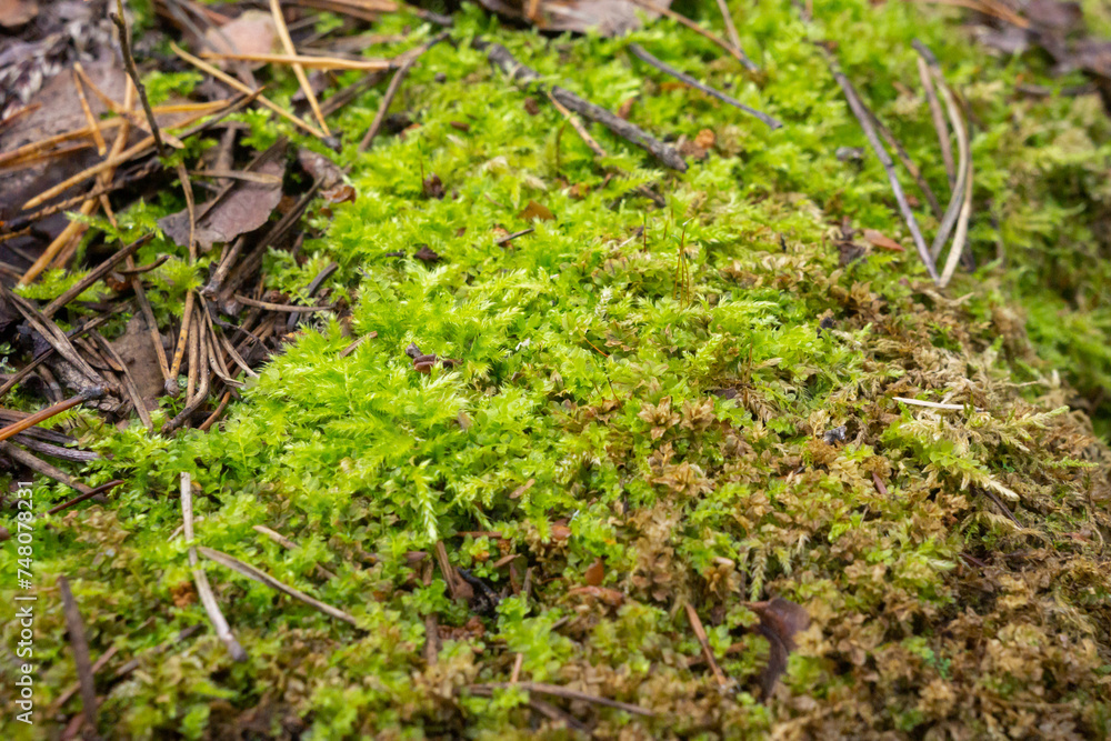 Green cap moss with fallen leaves and pine needles. Shallow depth of field. Green cap moss with fallen leaves and pine needles. Shallow depth of field.