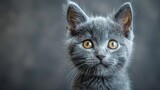 Photograph of a 6 month old lilac British shorthair kitten looking at the camera, against a gray background