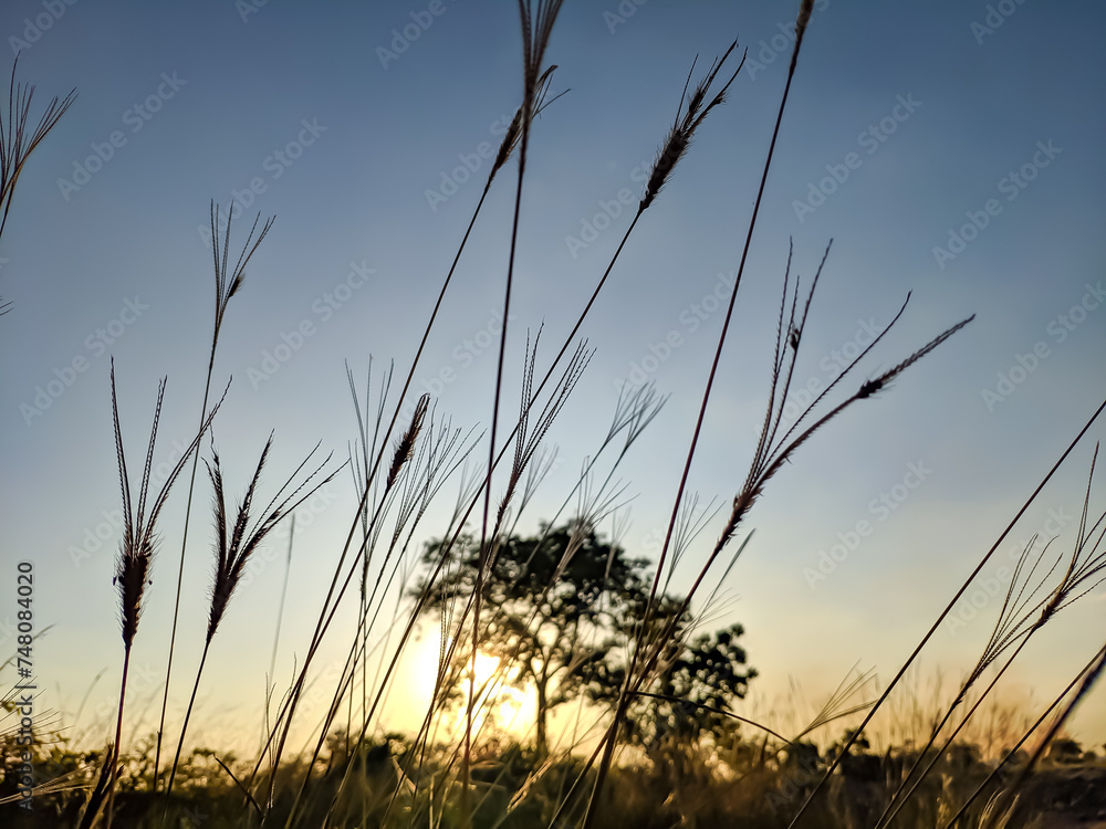 sunset field bursts with grass and branch color in a summer landscape sunset field bursts with grass and branch color in a summer landscape