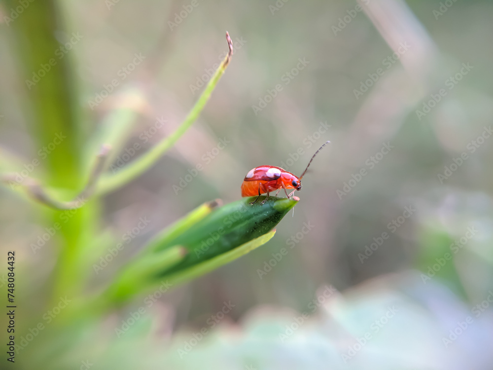 Fototapeta premium red insect on tree of macro view