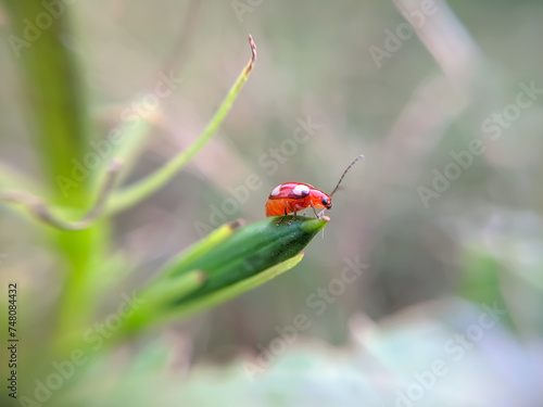 red insect on tree of macro view