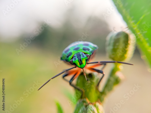 green insect on tree of macro view