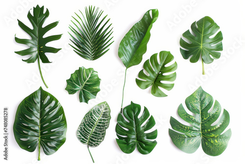 banner with a realistic, high-definition pattern of tropical leaves, including detailed views of monstera and palm leaves