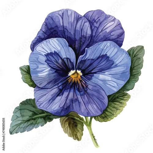 Blue garden pansy flower Viola tricolor arvensis heart photo