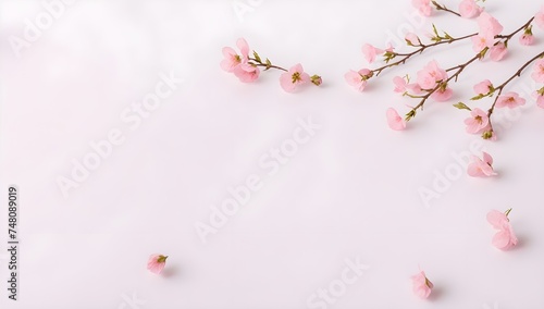 Pink cherry blossom in spring aganist a white background with copy space