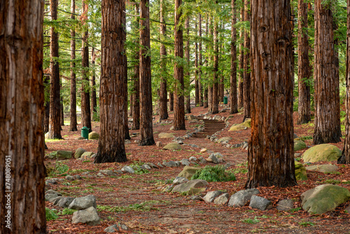 Jack Hume Grove at Lagoon Valley Park  in Vacaville, CA, showing sa path and redwood trees